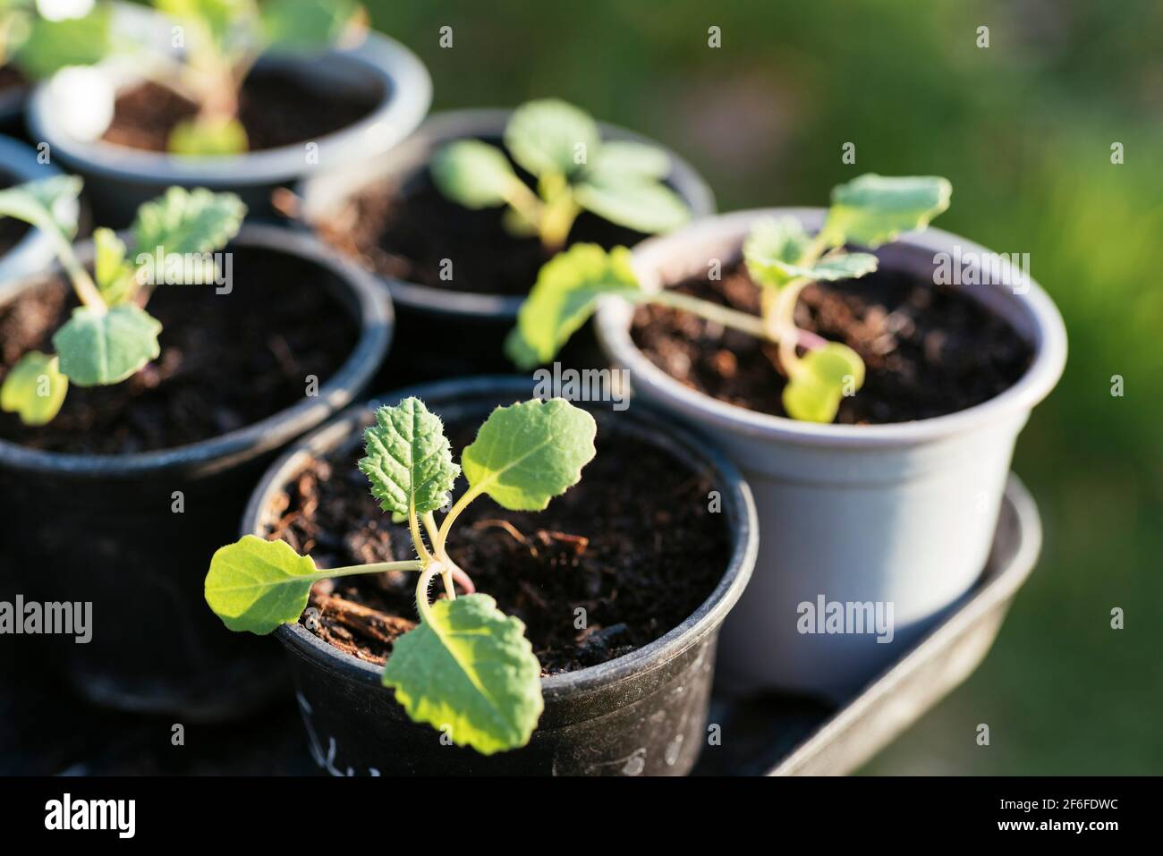 Bremer Scheerkohl (Brassica napus var. pabularia) seedlings. Stock Photo