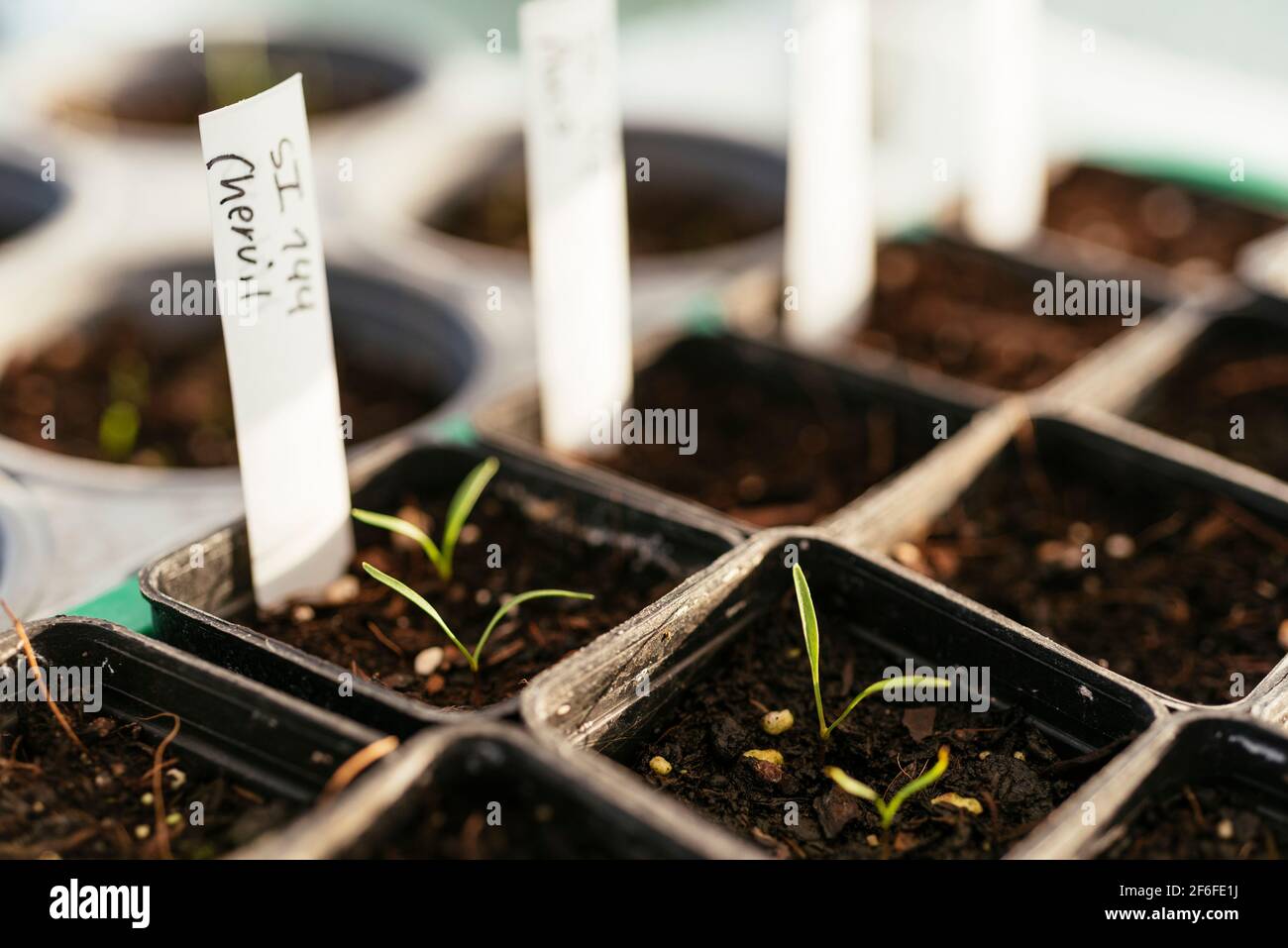 Chervil (Anthriscus cerefolium) seedlings. Stock Photo