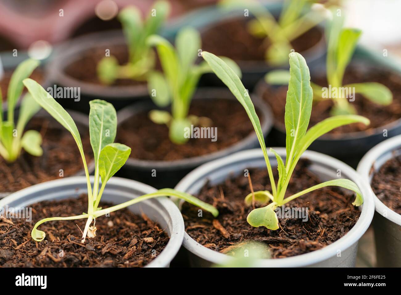 Japanese mibuna (Brassica rapa subsp. nipposinica var. 'Mibuna') seedlings. Stock Photo