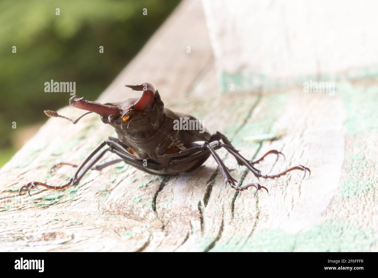 European stag beetle Lucanus cervus bug. The biggest insect in Europe. Endangered species. Close view. Carpathian mountain in Ukraine. Stock Photo