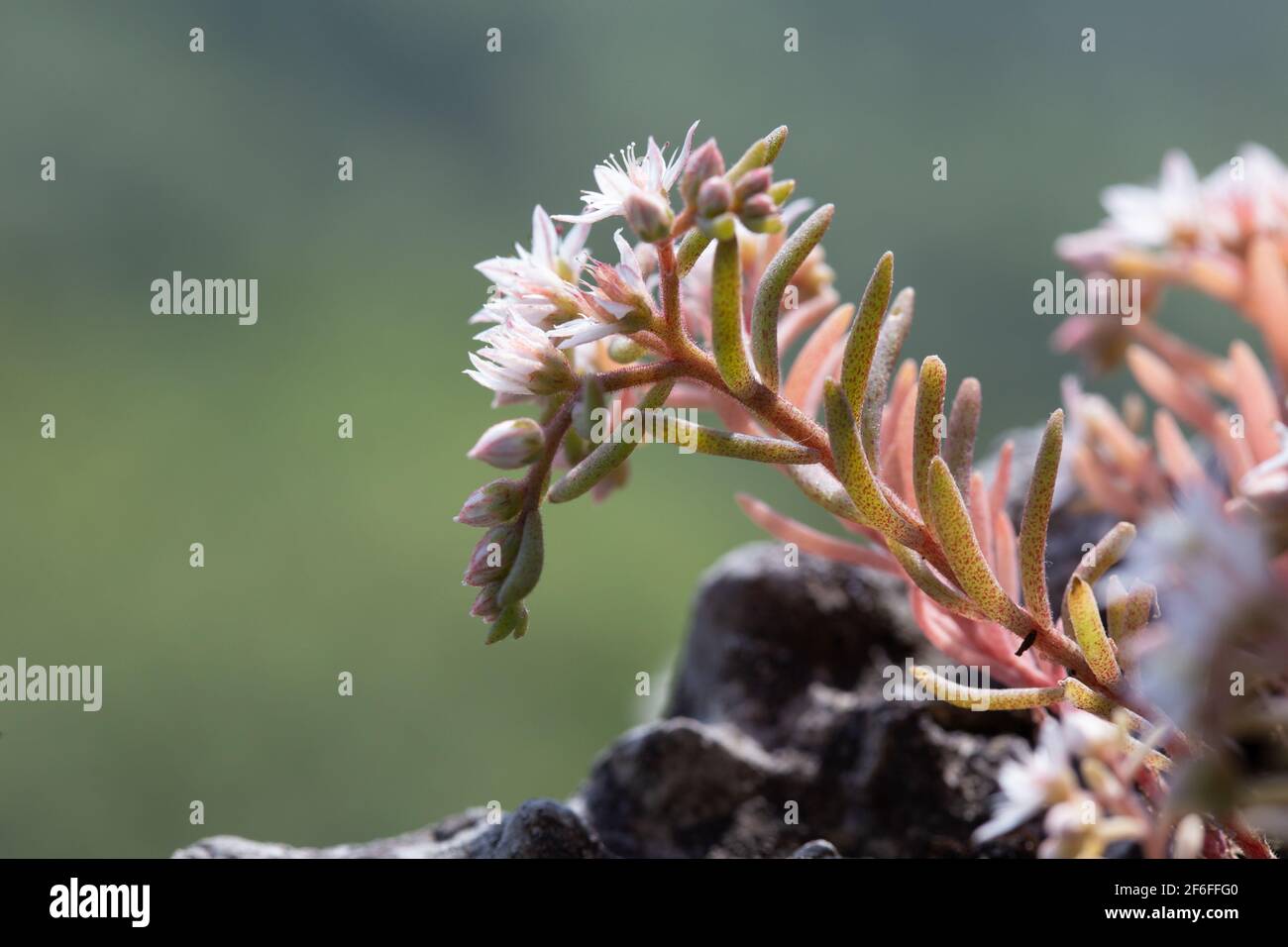 Flowering white sedum plant in Carpathian mountain region. Stonecrop plant on blurred background. Stock Photo