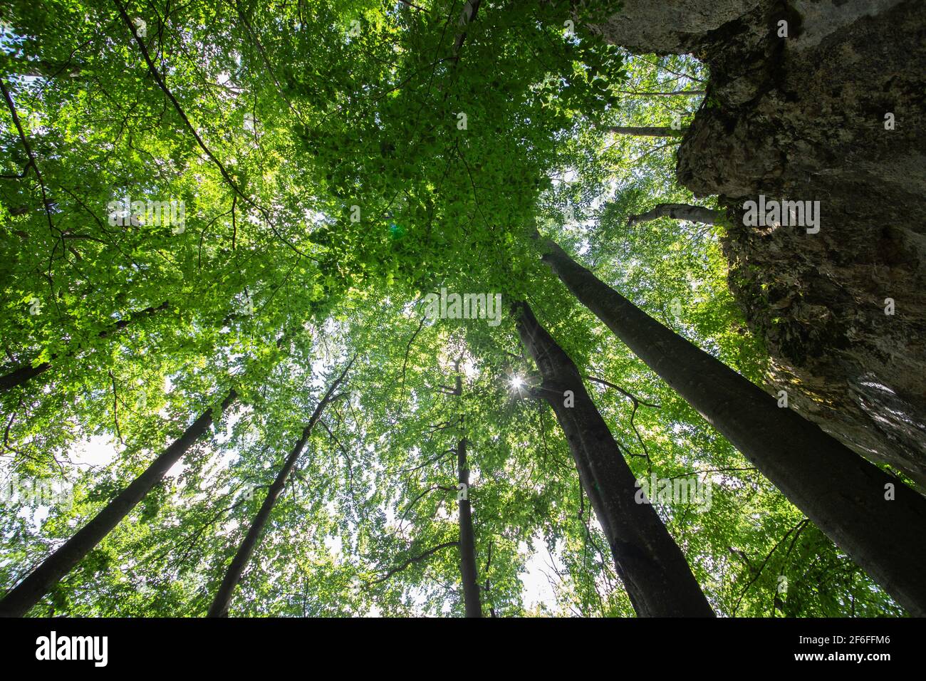 Tree view from ground. Beech Fagus. Forest in Carpathian mountain region with sun. Stock Photo