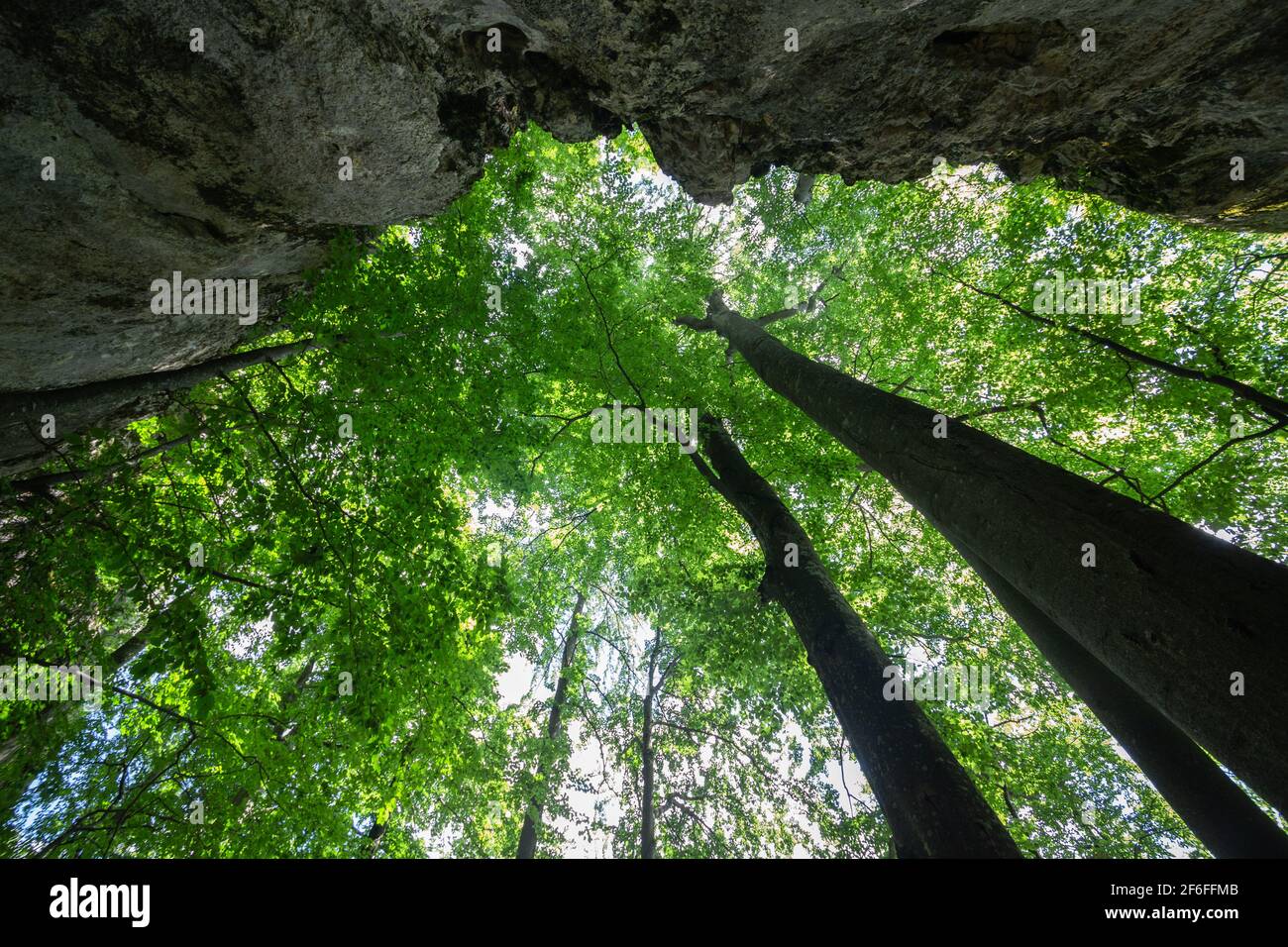 Tree view from ground. Beech Fagus. Forest in Carpathian mountain region with sun. Stock Photo