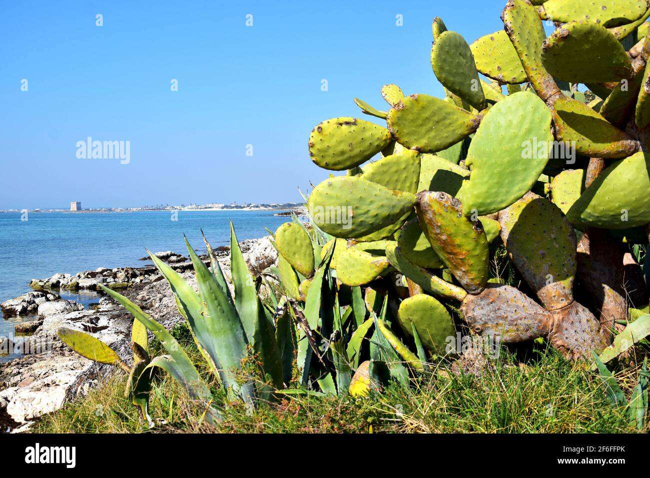 Cactus plant by the sea Stock Photo