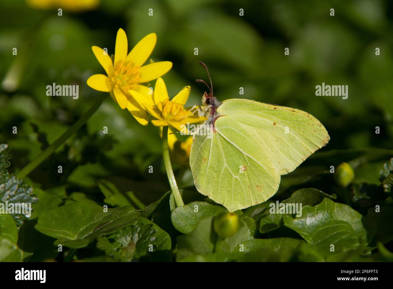 Common brimstone butterfly feeding on yellow flowers of Lesser celandine in early spring Stock Photo