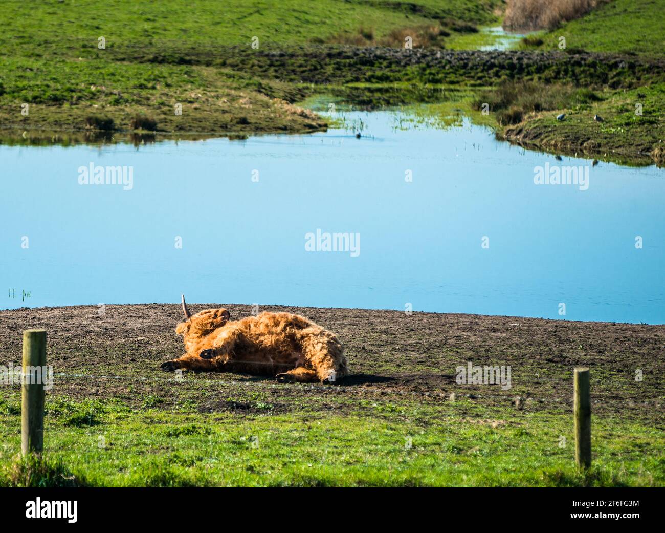 Highland cattle grazing on Wicken Fen Nature Reserve in Cambridgeshire, East Anglia, England, UK. Stock Photo