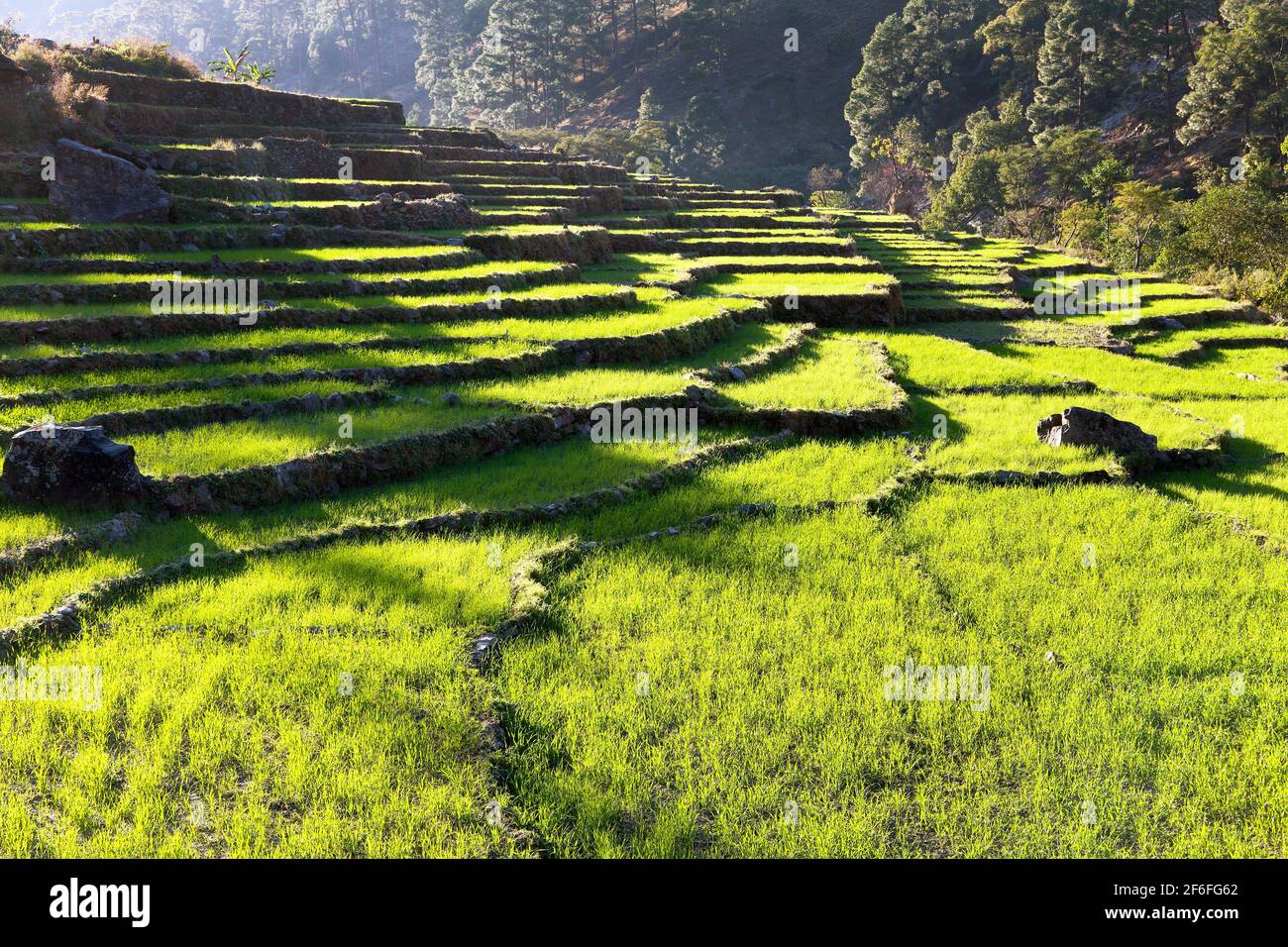 Beautiful terraced rice field, green rice field or paddy field in Nepal, asian rice, Oryza sativa Stock Photo