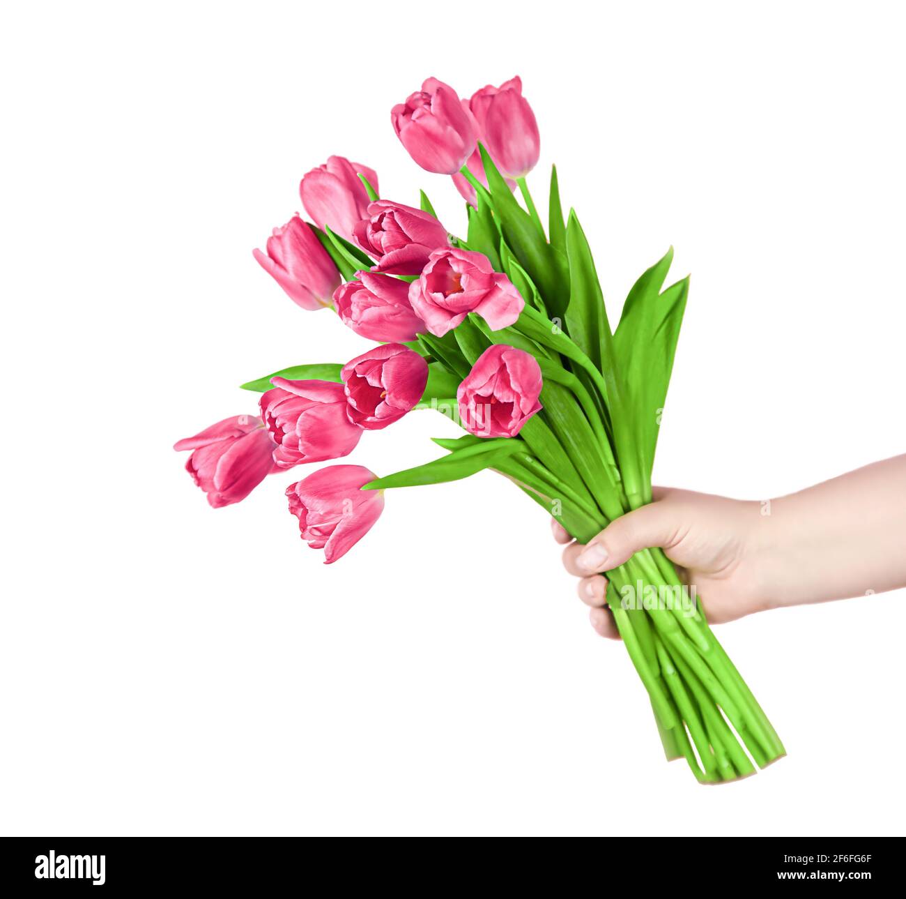 Pink tulips flowers in hand on a white background. Concept - congratulations on international women's day, birthday, just a pleasant surprise, spring Stock Photo