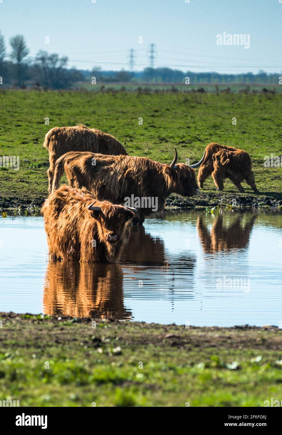 Highland cattle grazing on Wicken Fen Nature Reserve in Cambridgeshire, East Anglia, England, UK. Stock Photo