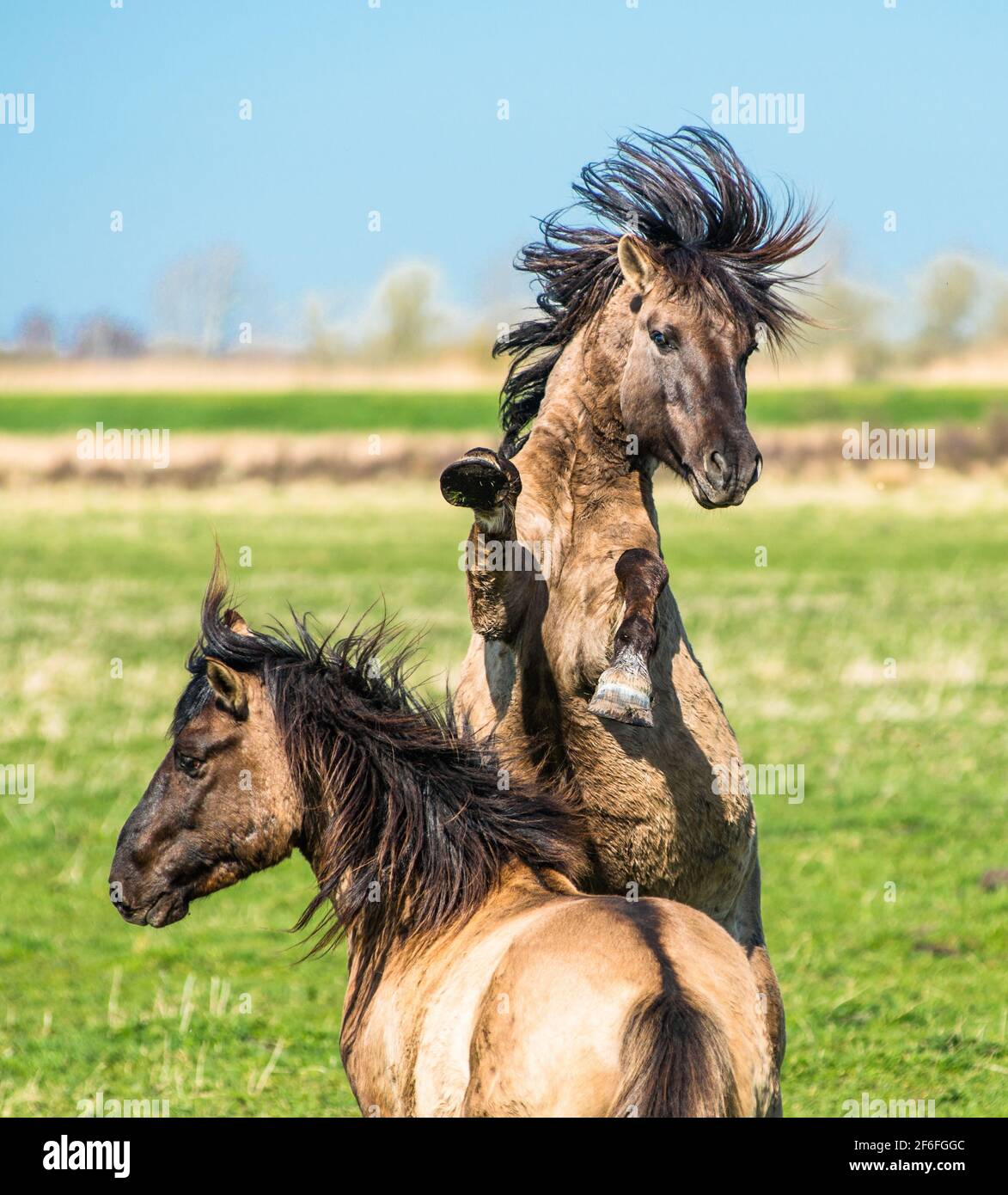 Konik ponies on the Wicken Fen nature reserve, Cambridgeshire; England; UK Stock Photo
