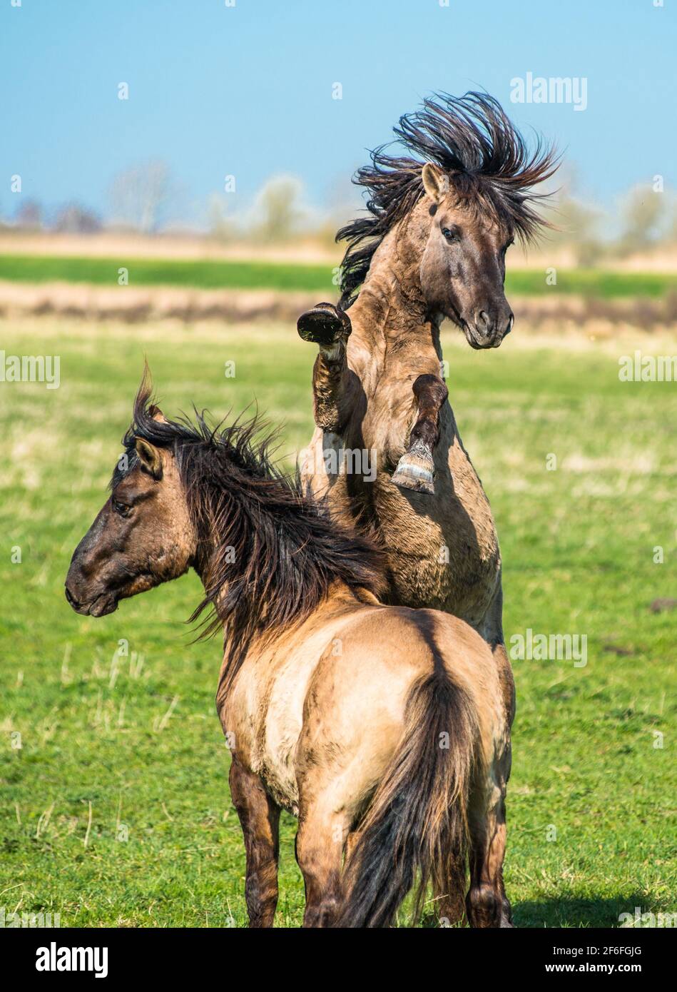 Konik ponies on the Wicken Fen nature reserve, Cambridgeshire; England; UK Stock Photo