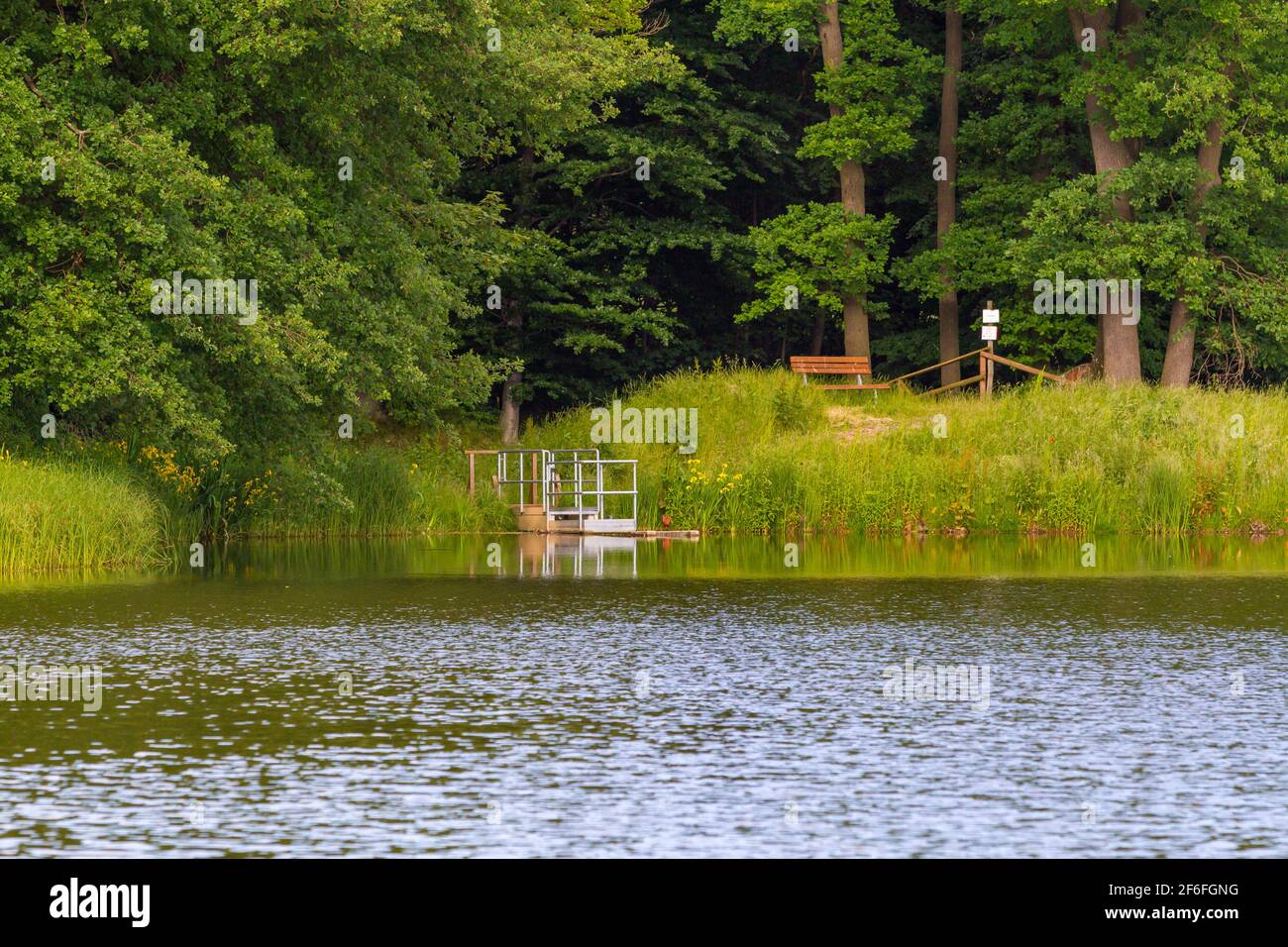 Schilf im teich hires stock photography and images Alamy