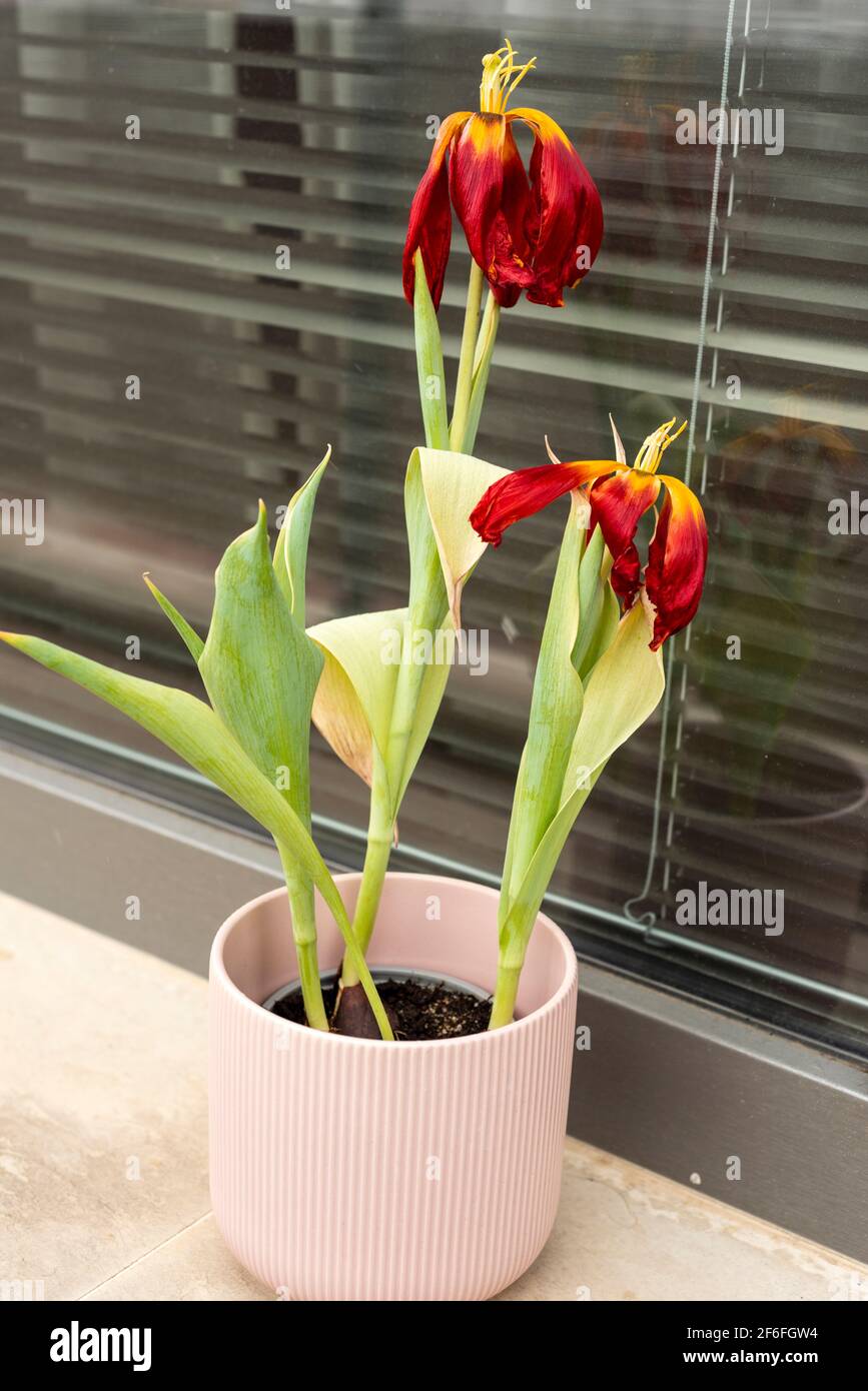 Withered or wilted orange red tulips or Tulipa flowers in vase on windowsill Stock Photo