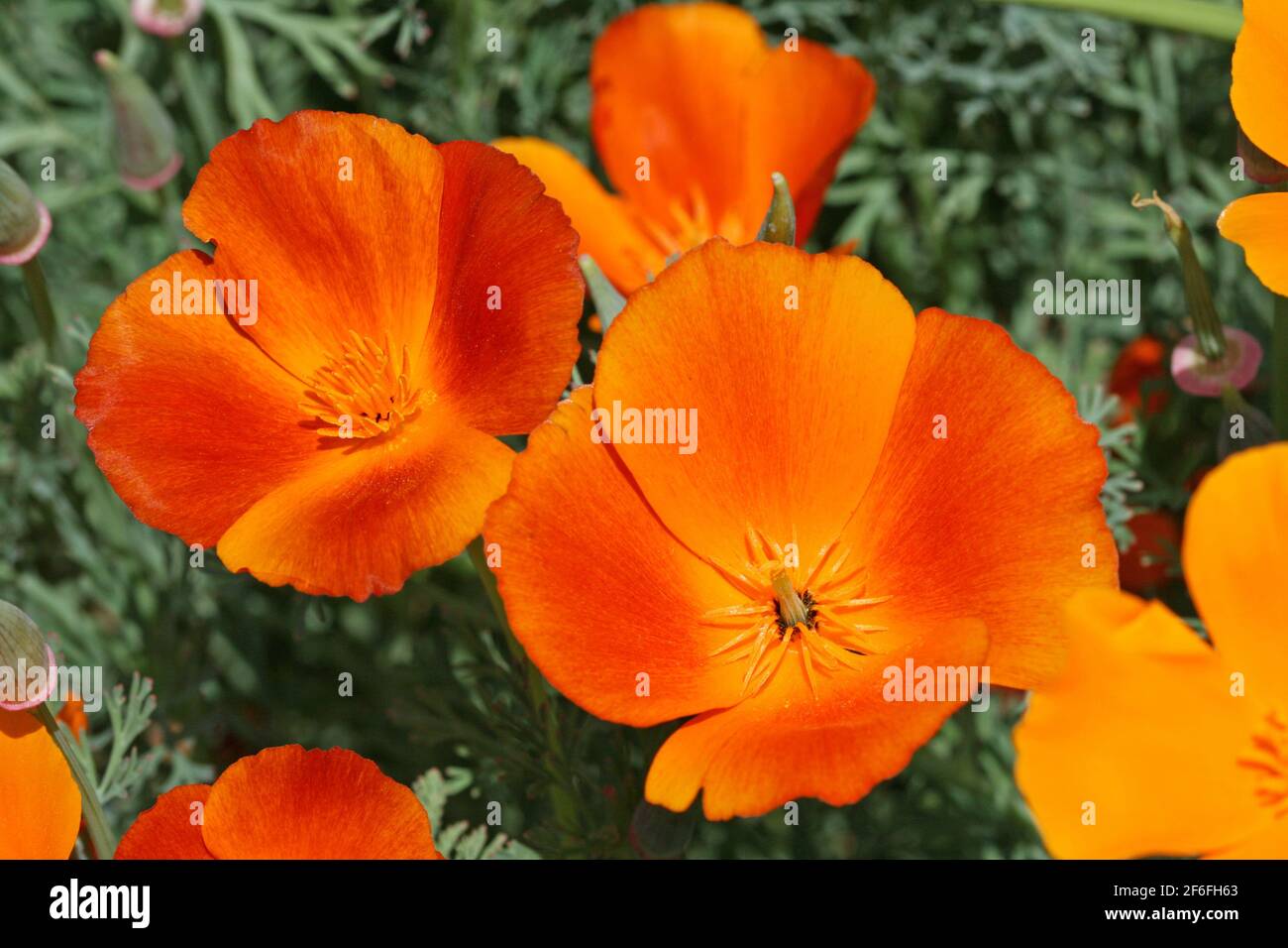 California poppy in orange Stock Photo