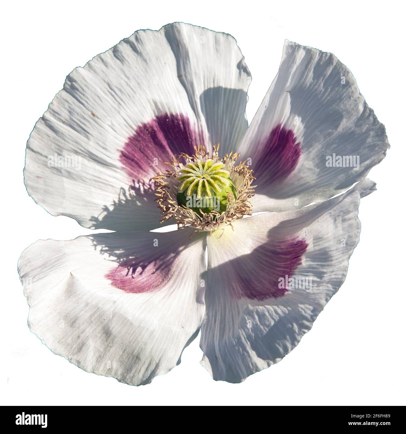 Opium poppy papaver somniferum capsule Cut Out Stock Images & Pictures ...