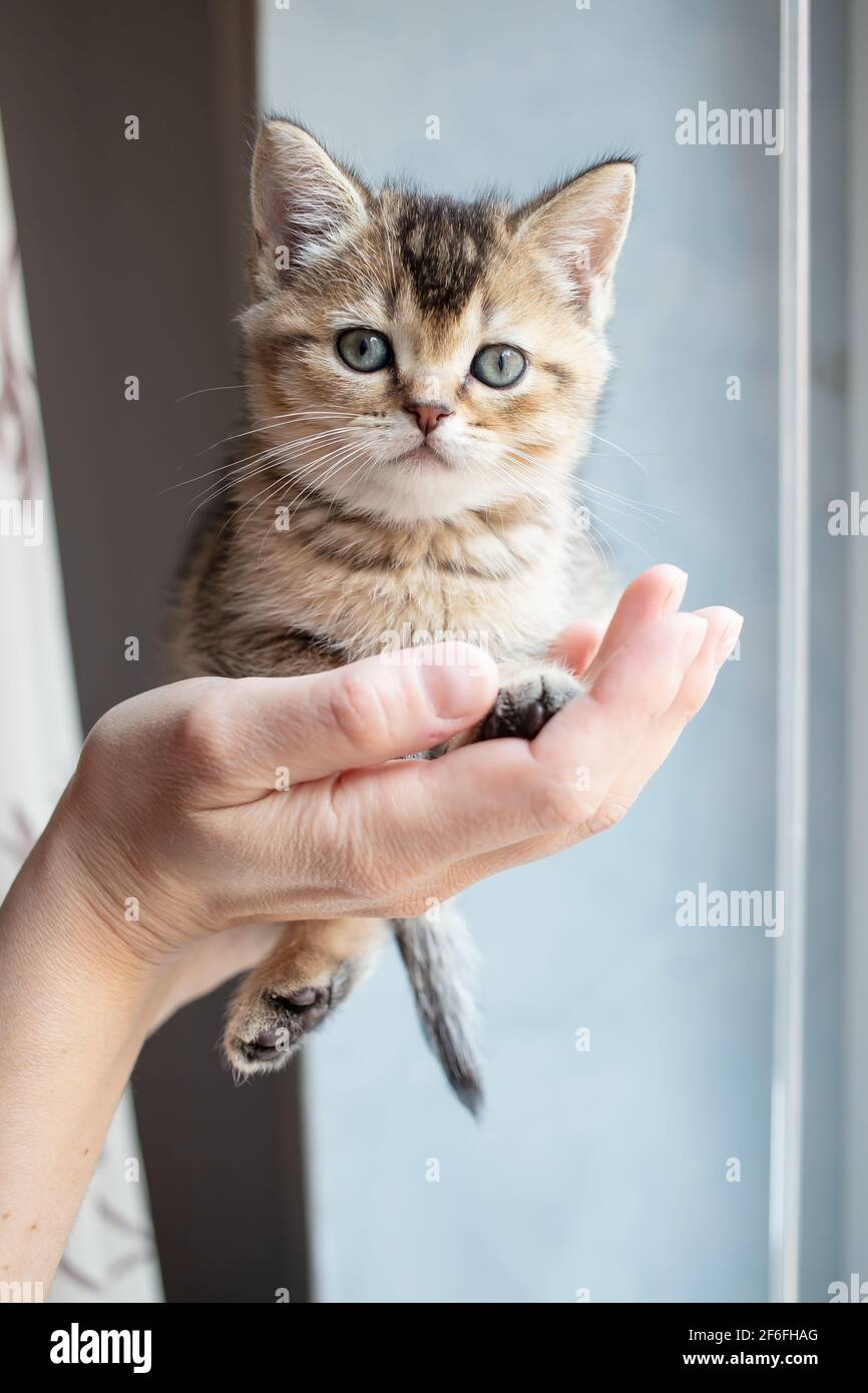 Very small British kitten calmly sits in the owner palm and looks at him with interest.  Stock Photo
