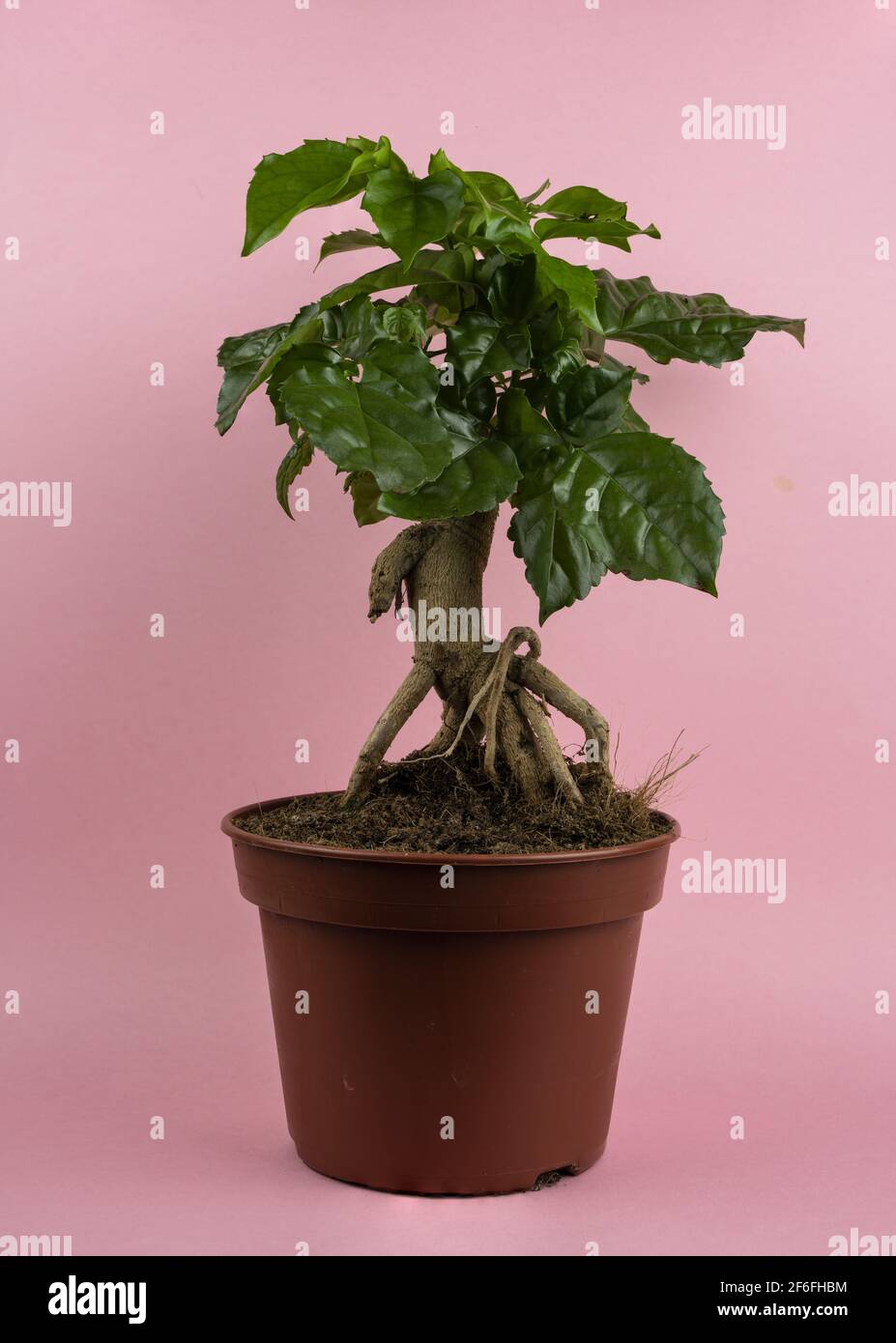 radermachera sinica in pot with pink background Stock Photo