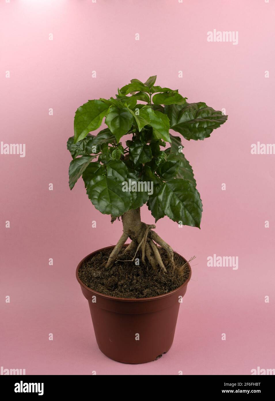 radermachera sinica in pot with pink background, top view Stock Photo