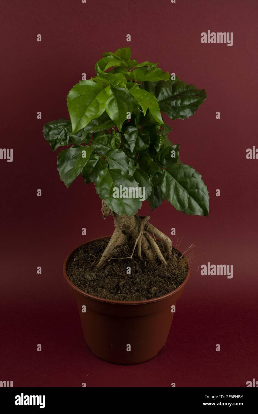 radermachera sinica in pot with red background, top view Stock Photo