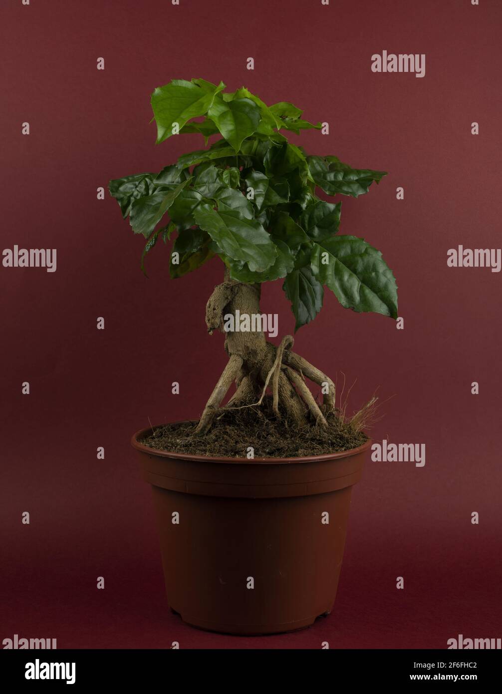 radermachera sinica in pot with red background Stock Photo