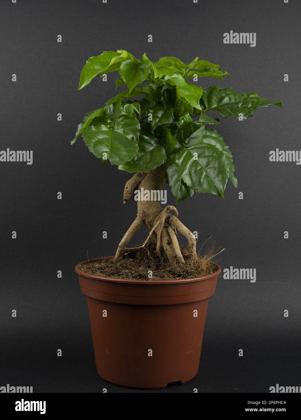radermachera sinica in pot with black background Stock Photo