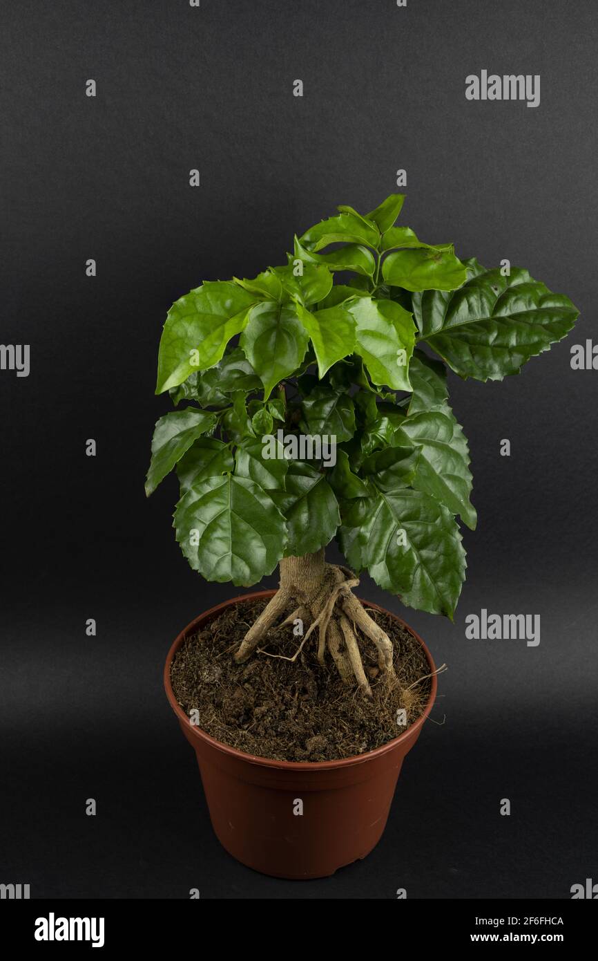 radermachera sinica in pot with black background, top view Stock Photo