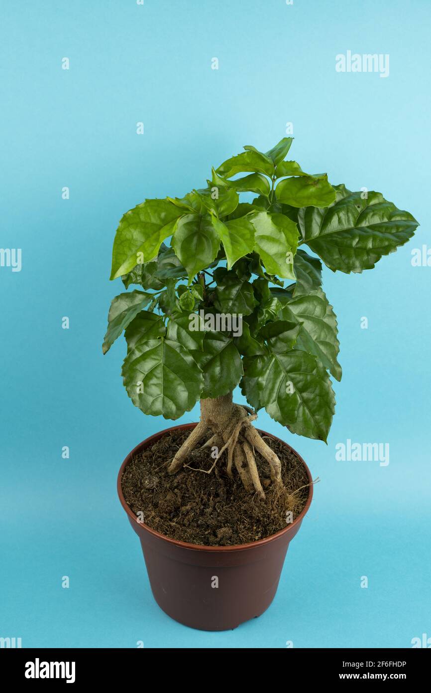 radermachera sinica in pot with blue background, top view Stock Photo