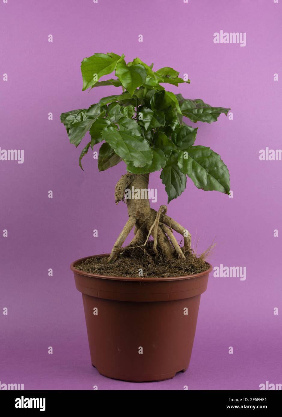 radermachera sinica in pot with purple background Stock Photo