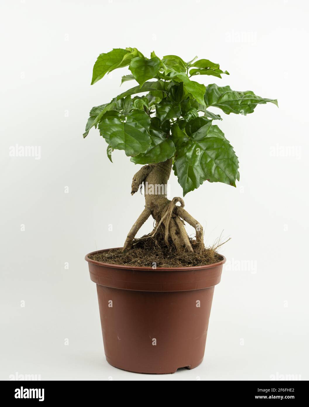 radermachera sinica in pot with white background Stock Photo