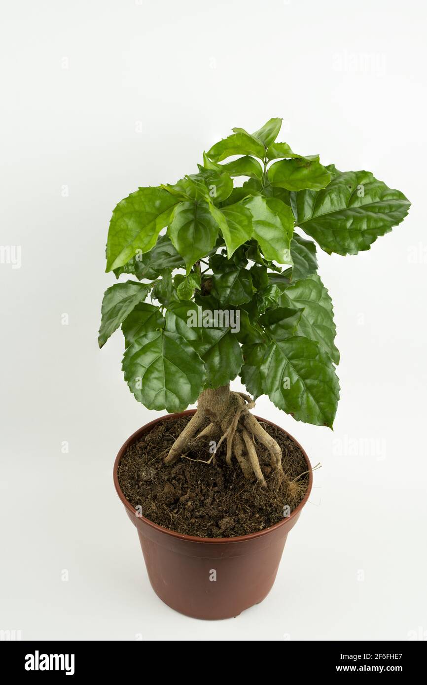 radermachera sinica in pot with white background, top view Stock Photo