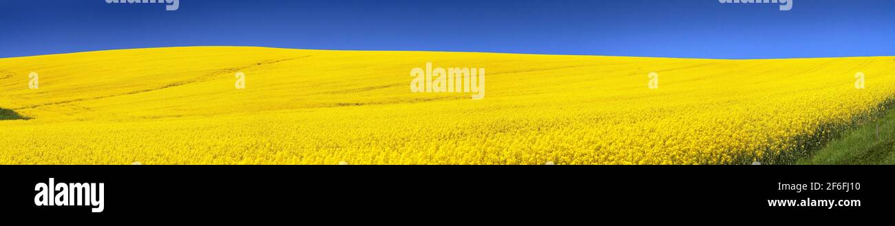 Panoramic view of golden field of flowering rapeseed with blue sky - brassica napus - plant for green energy and oil industry Stock Photo