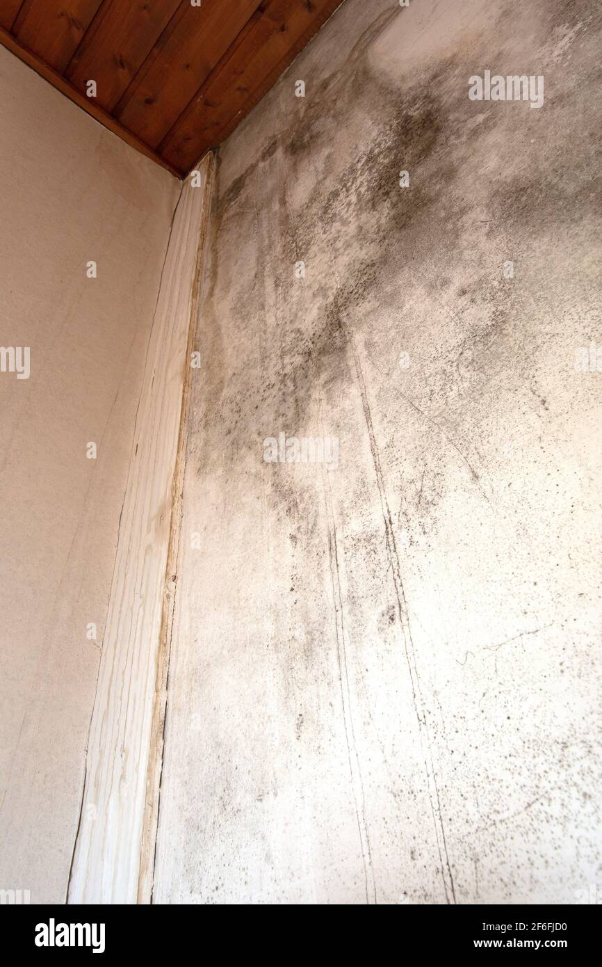 Black mold in the corner, old ceiling of building, water damage causing