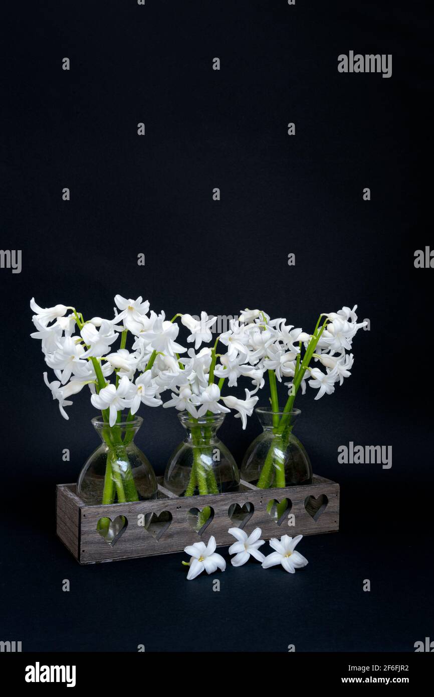 Bouquets of white Hyacinths  in small glass vases on a black background Stock Photo