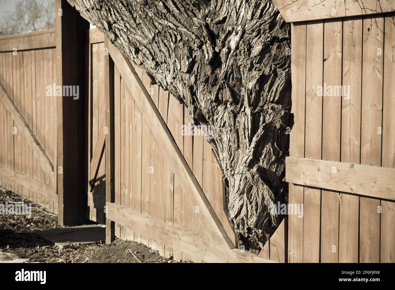 Residential fence cutout to an eastern cottonwood tree which has grown too large to