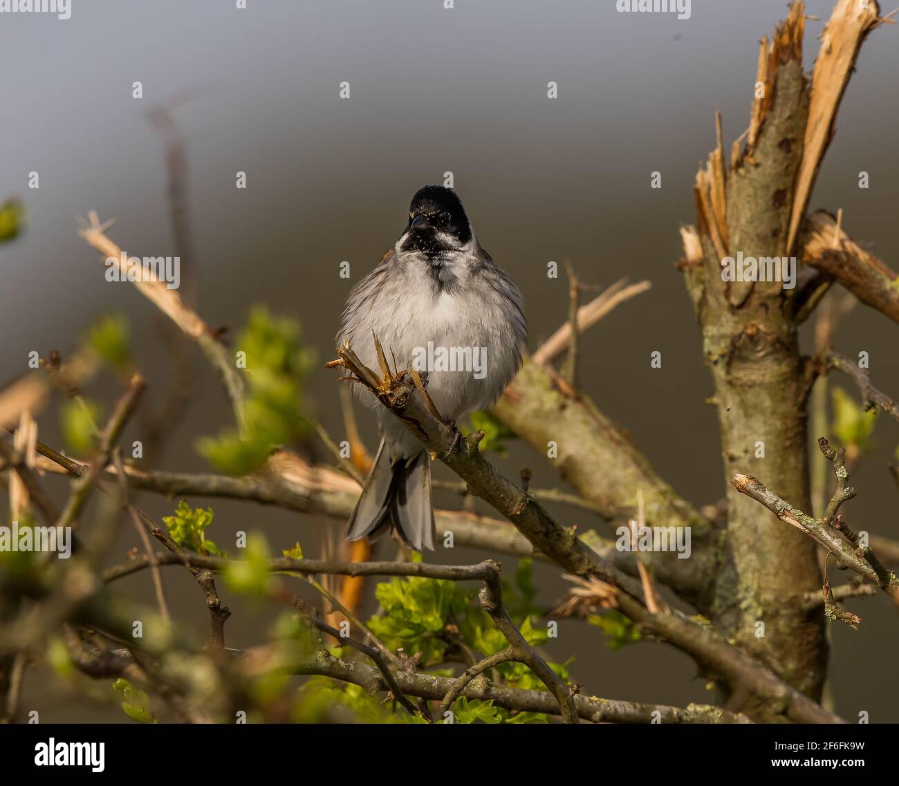 Reed bunting captured on the canon r5 hi-res stock photography and ...