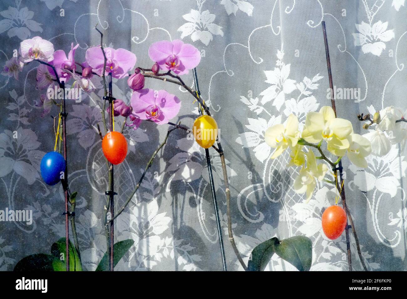 Hanging Easter eggs on houseplant Phalaenopsis orchid on windowsill Phalaenopsis window Stock Photo