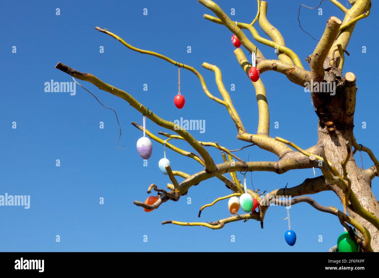 Hanging Easter eggs on a willow tree, a willow branch, leafless Stock Photo