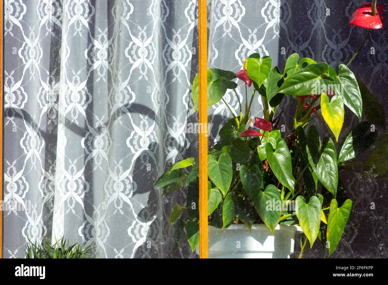 Anthurium houseplant in pot on windowsill, Window curtain not person Stock Photo