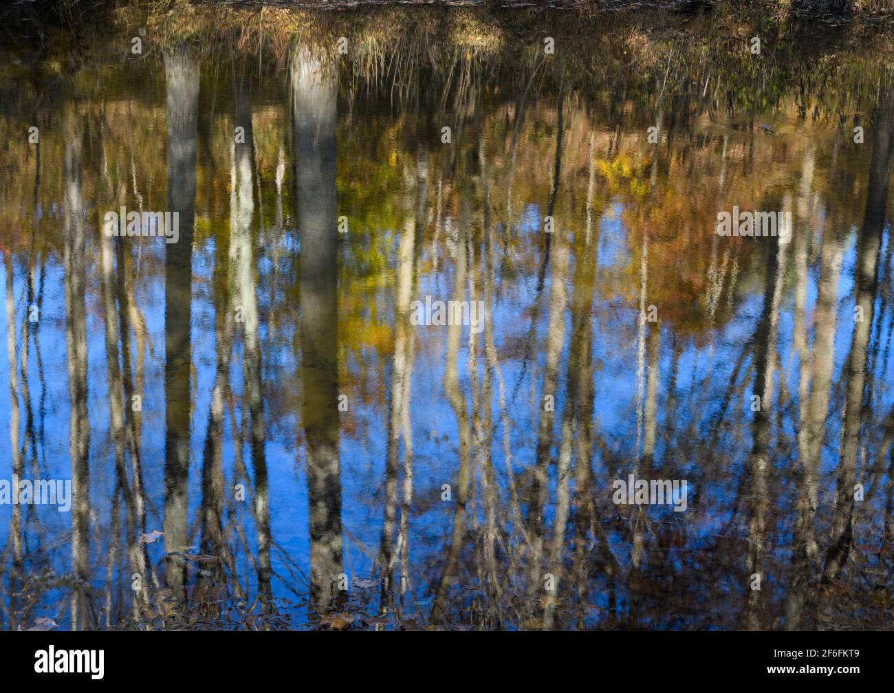 Reflections of trees and sky in water Stock Photo - Alamy