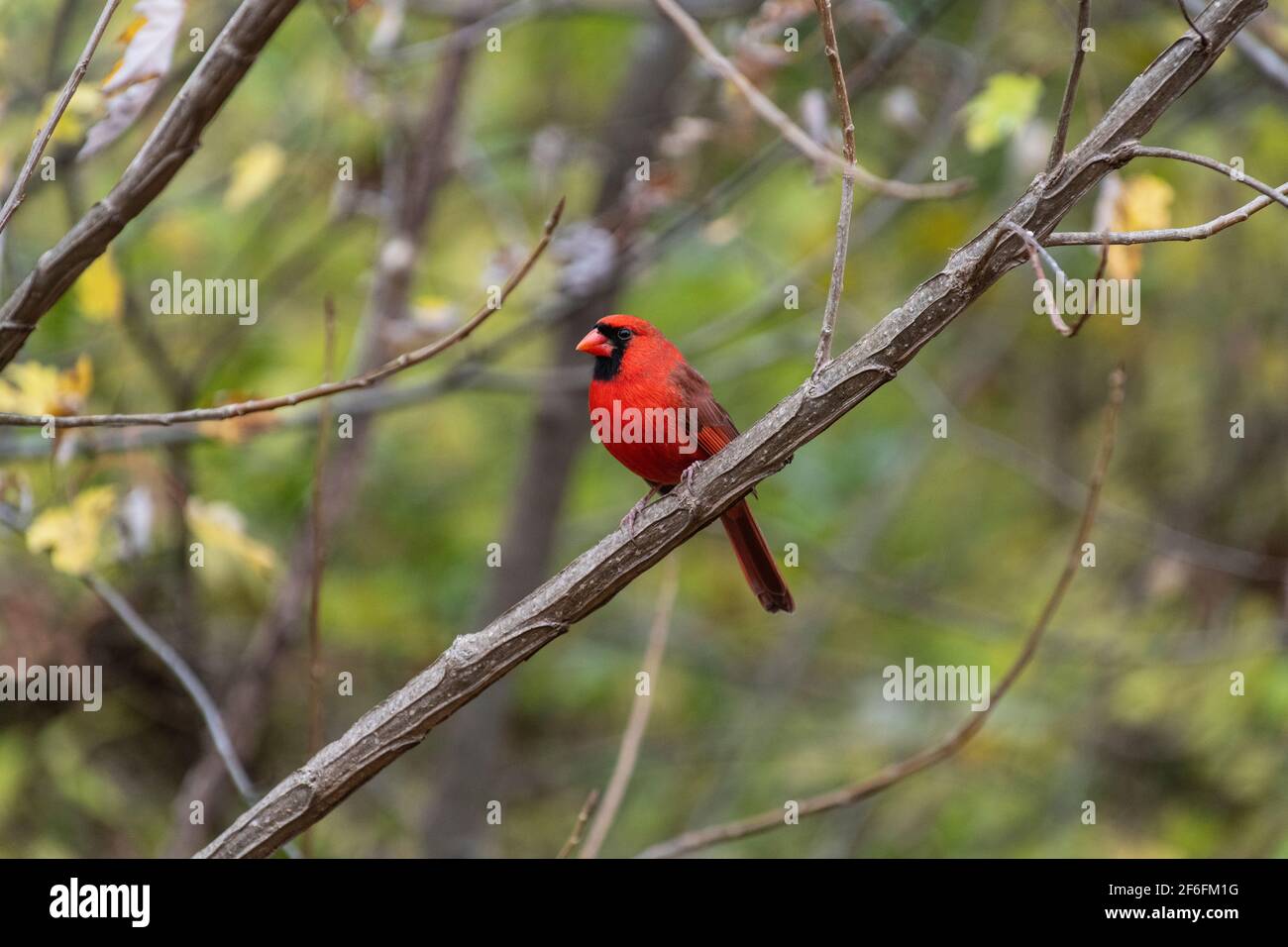 Northern Cardinal perched in tree Stock Photo