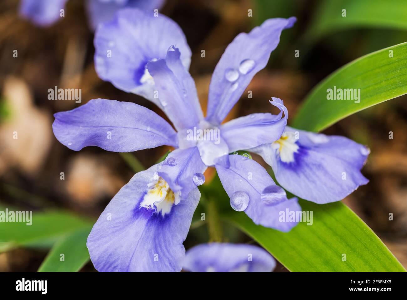 Crested dwarf iris Stock Photo