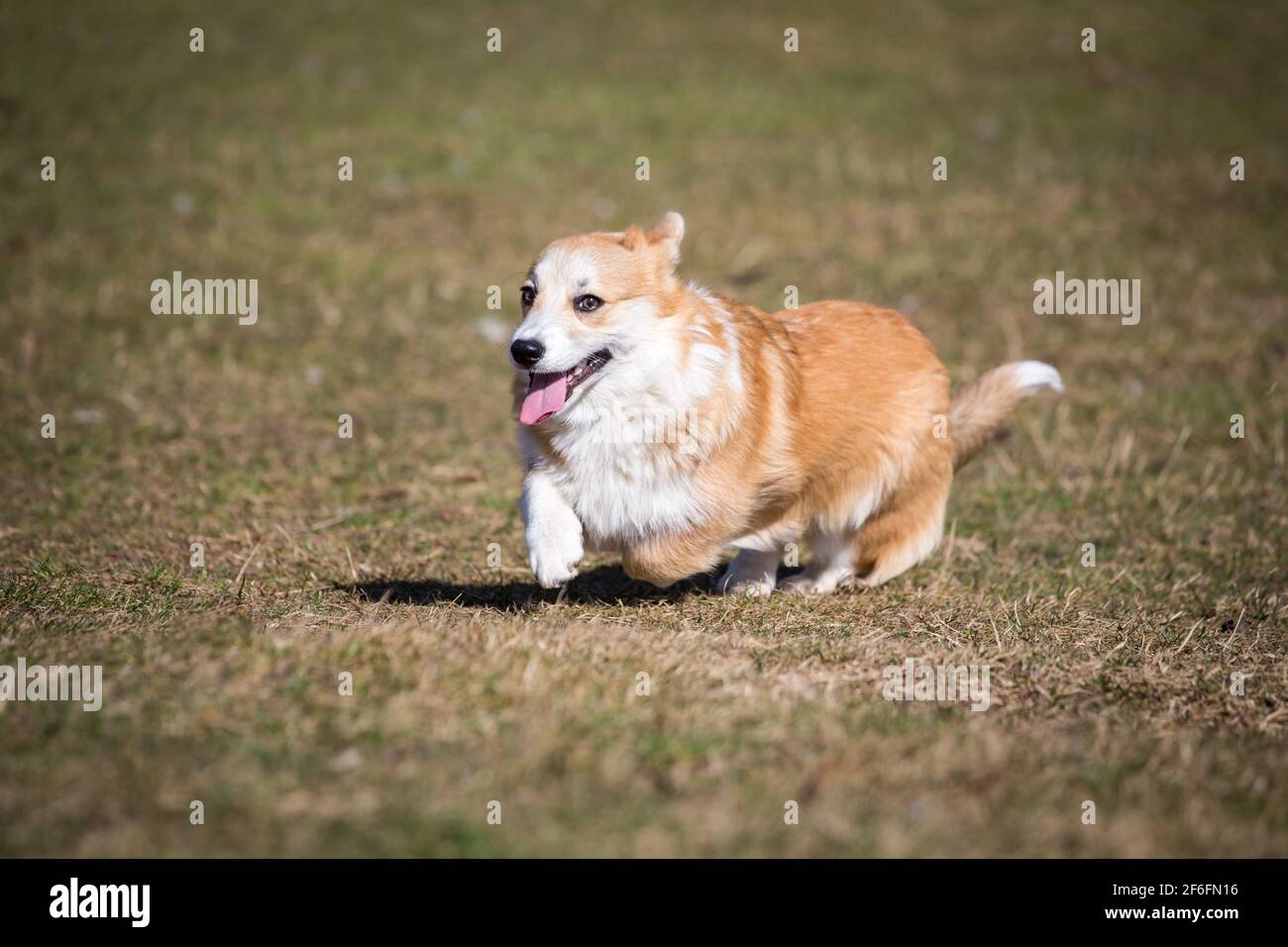 Corgi Dog Running High Resolution Stock Photography And Images Alamy