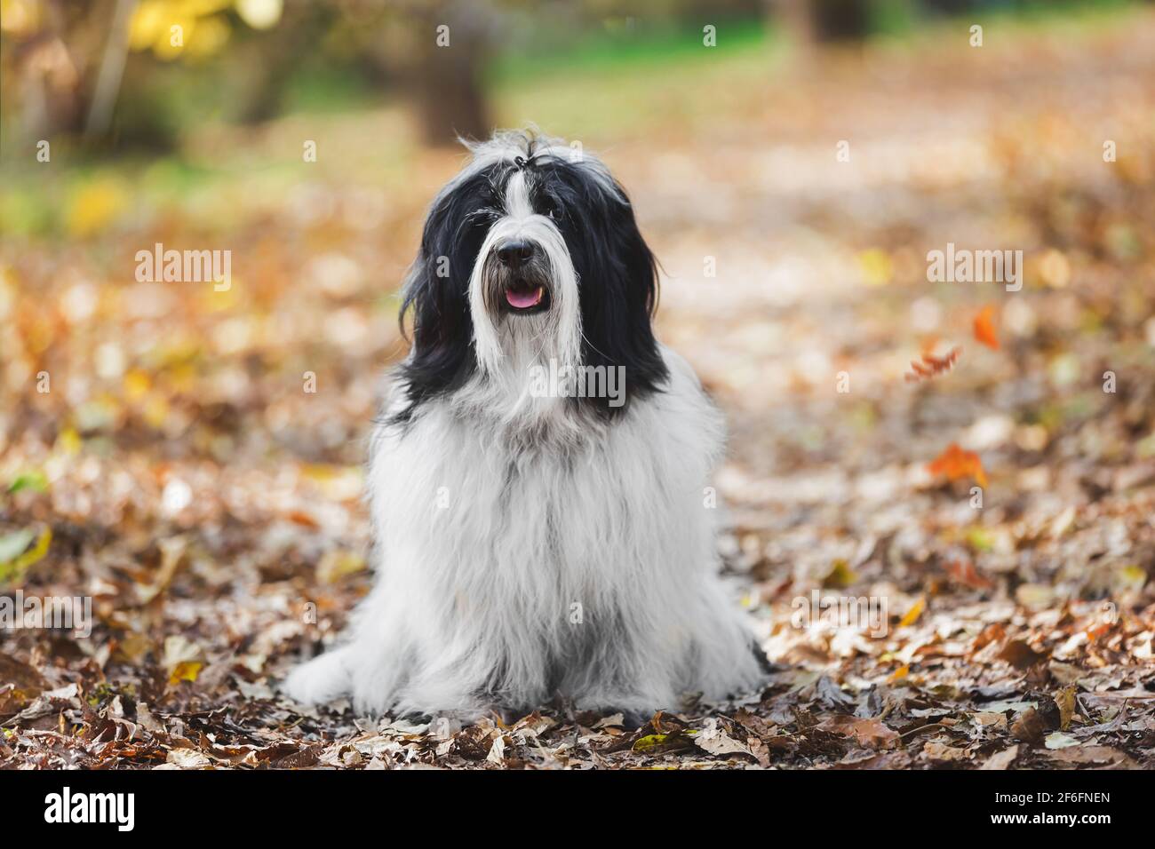 Portrait of Tibetan terrier dog sitting on the road in the autumn forest among colorful leaves.  Selective focus, copy space Stock Photo