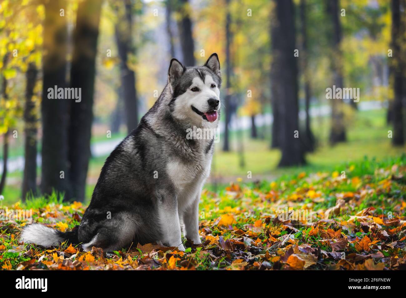 Beautiful Alaskan malamute dog sitting and looking with curiosity in autumn forest.  Selective focus, blank space Stock Photo