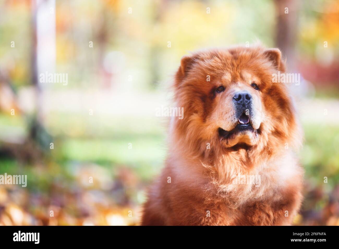 Portrait of a beautiful Chow Chow  male dog sitting  among autumn leaves  on sunny day, selective focus Stock Photo