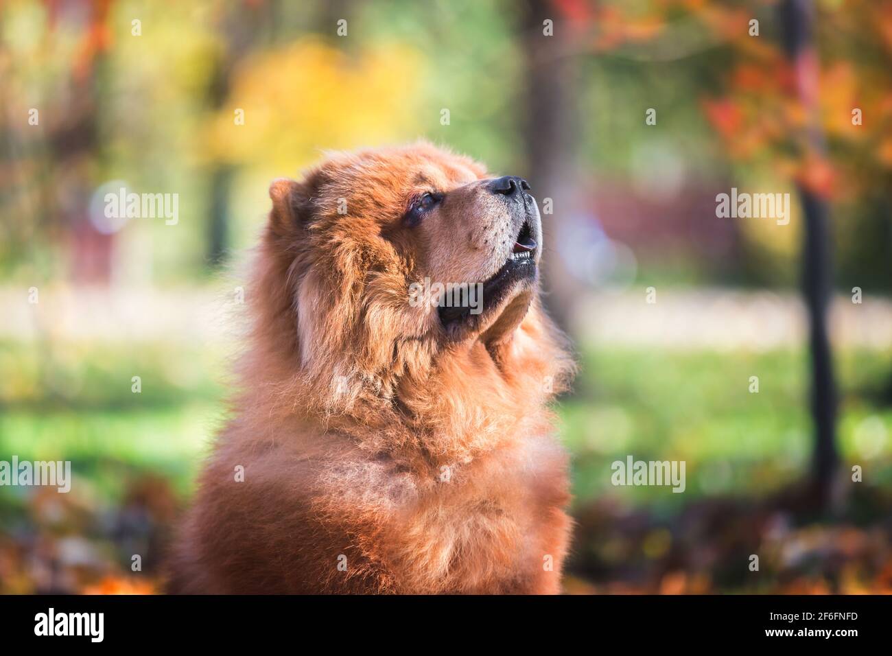 Portrait of a beautiful Chow Chow  male dog sitting  among autumn leaves  on sunny day, selective focus Stock Photo