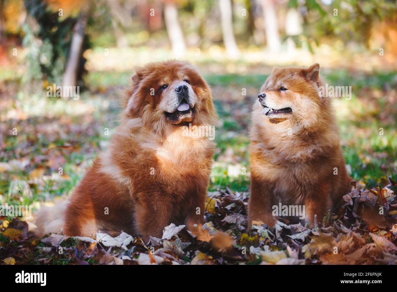 Beautiful Chow Chow  male and female dog sitting among autumn leaves  on sunny day, selective focus Stock Photo