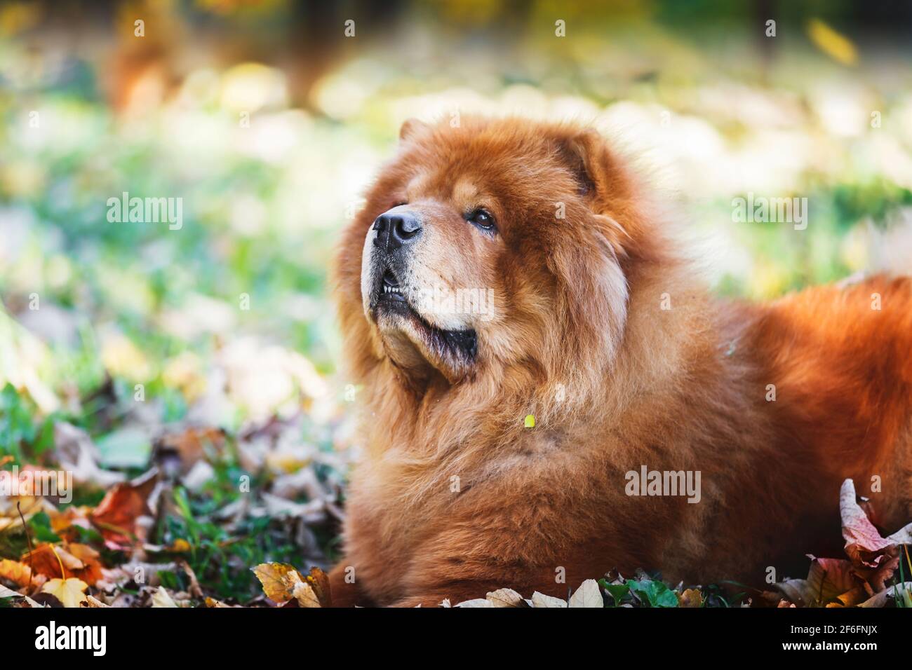 Portrait of a beautiful Chow Chow  male dog lying among autumn leaves  on sunny day, selective focus Stock Photo