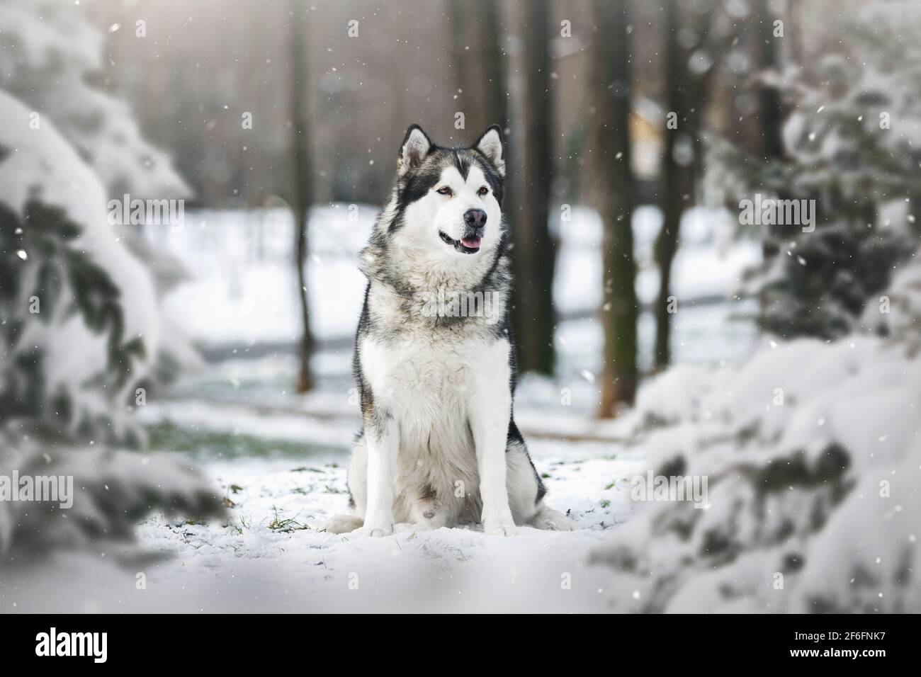 Alaskan malamute dog in winter forest.  Selective focus, blank space Stock Photo