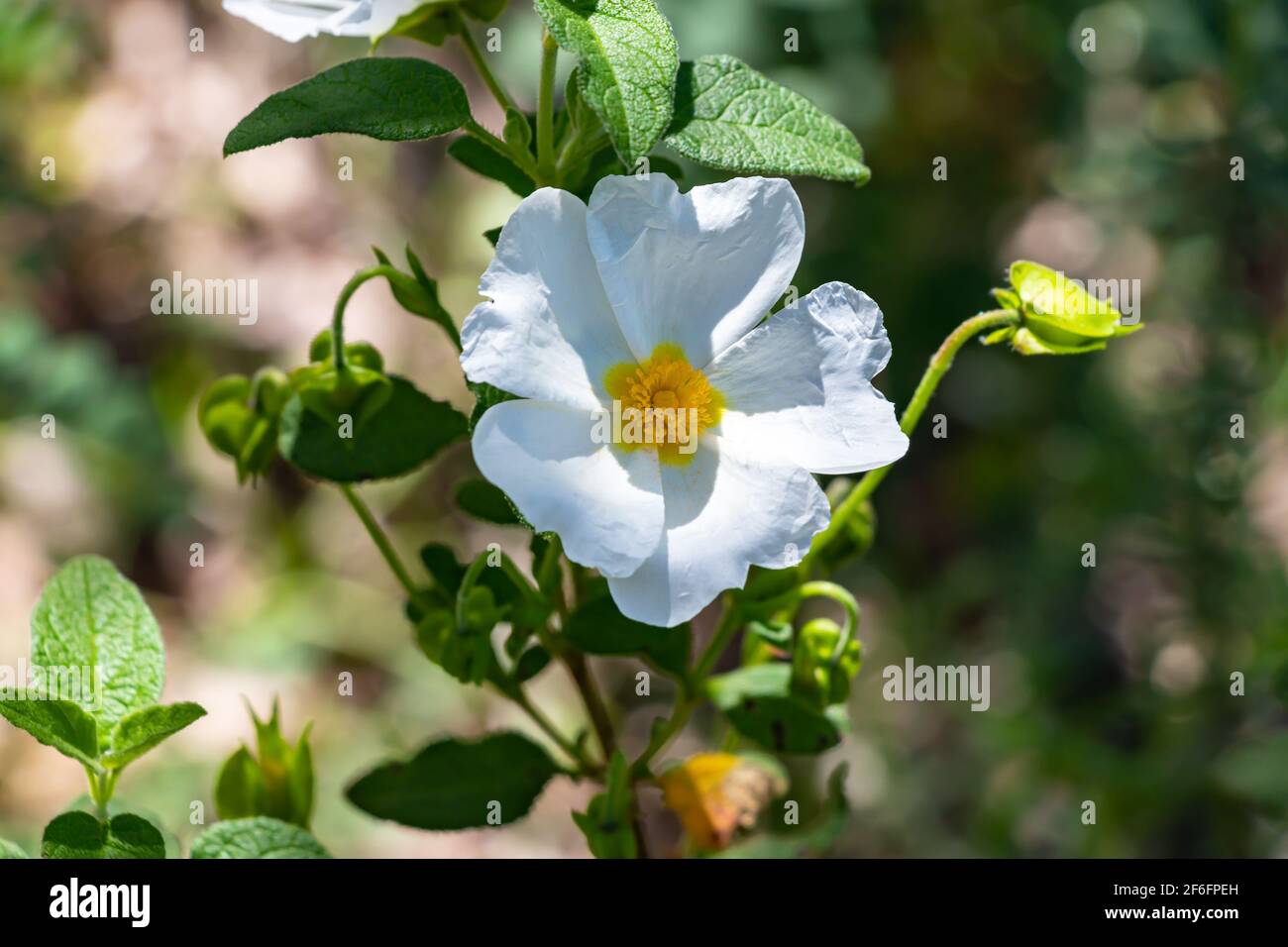 Cistus salviifolius, common names sage-leaved rock-rose, salvia cistus or Gallipoli rose, is a shrub of the family Cistaceae. Stock Photo